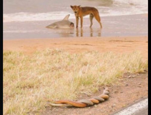 A Dingo Eating a Shark and Two Snakes Making Love: My Self-Publishing Journey.